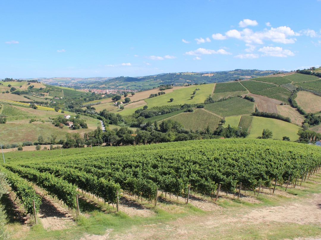 Sartarelli Winery景点图片