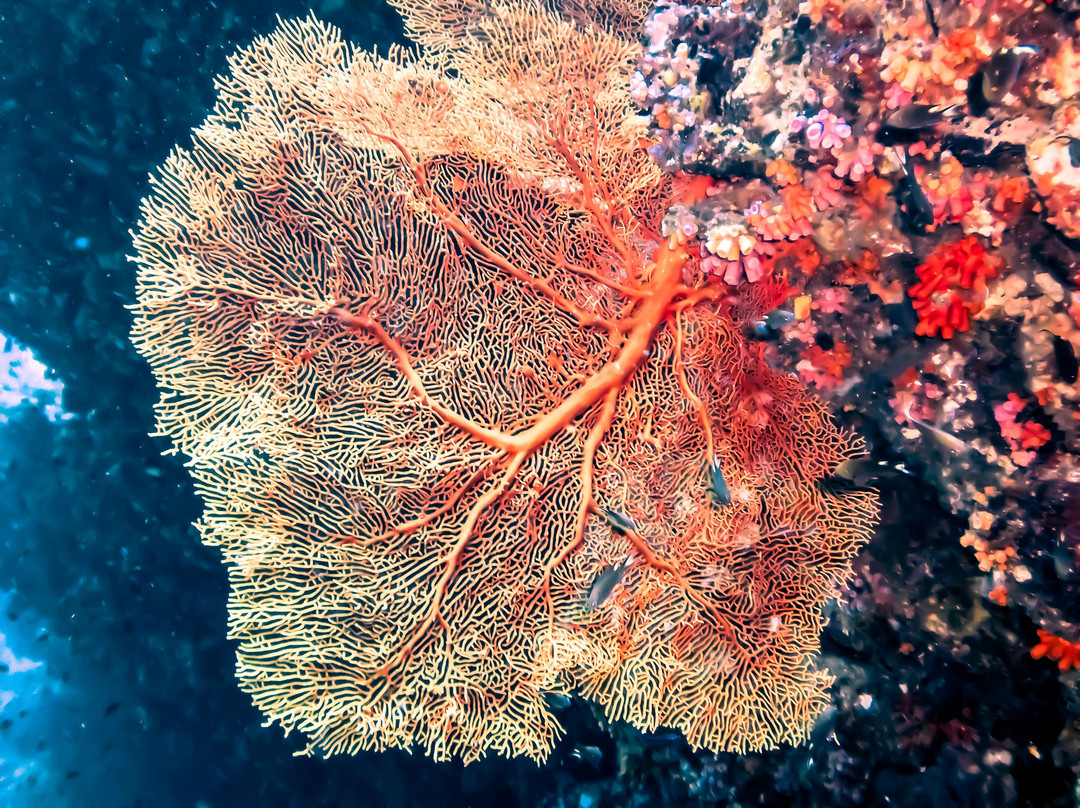 Phoenix Divers Koh Lanta景点图片