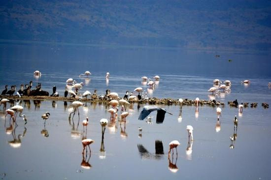 肯尼亚自然世界之旅-内罗毕必去景点