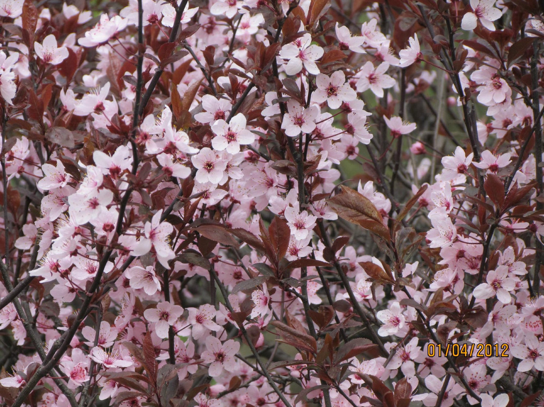 Chashme Shahi Gardens-斯利那加必去景点