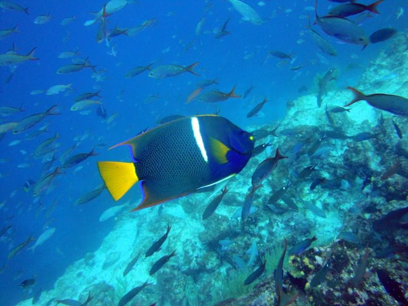 Galapagos Underwater-Puerto Baquerizo Moreno必去景点