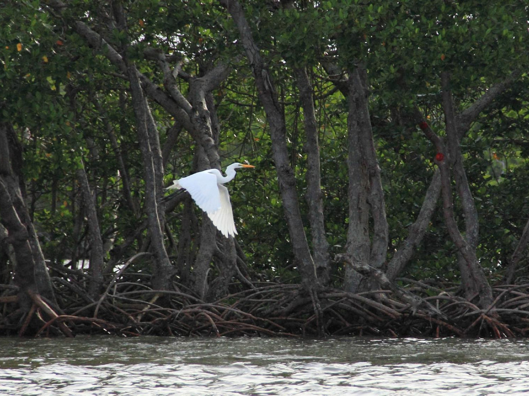 Everglades Backcountry Experience with Capt. Rodney Raffield-大沼泽地必去景点