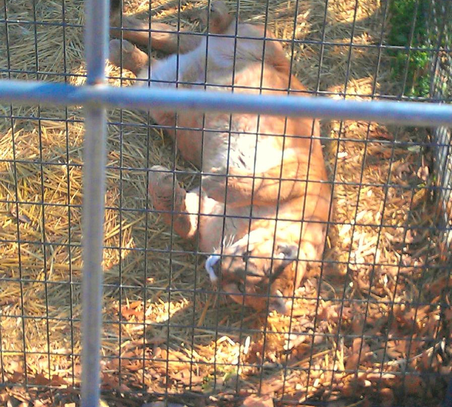 National Tiger Sanctuary-Saddlebrooke必去景点