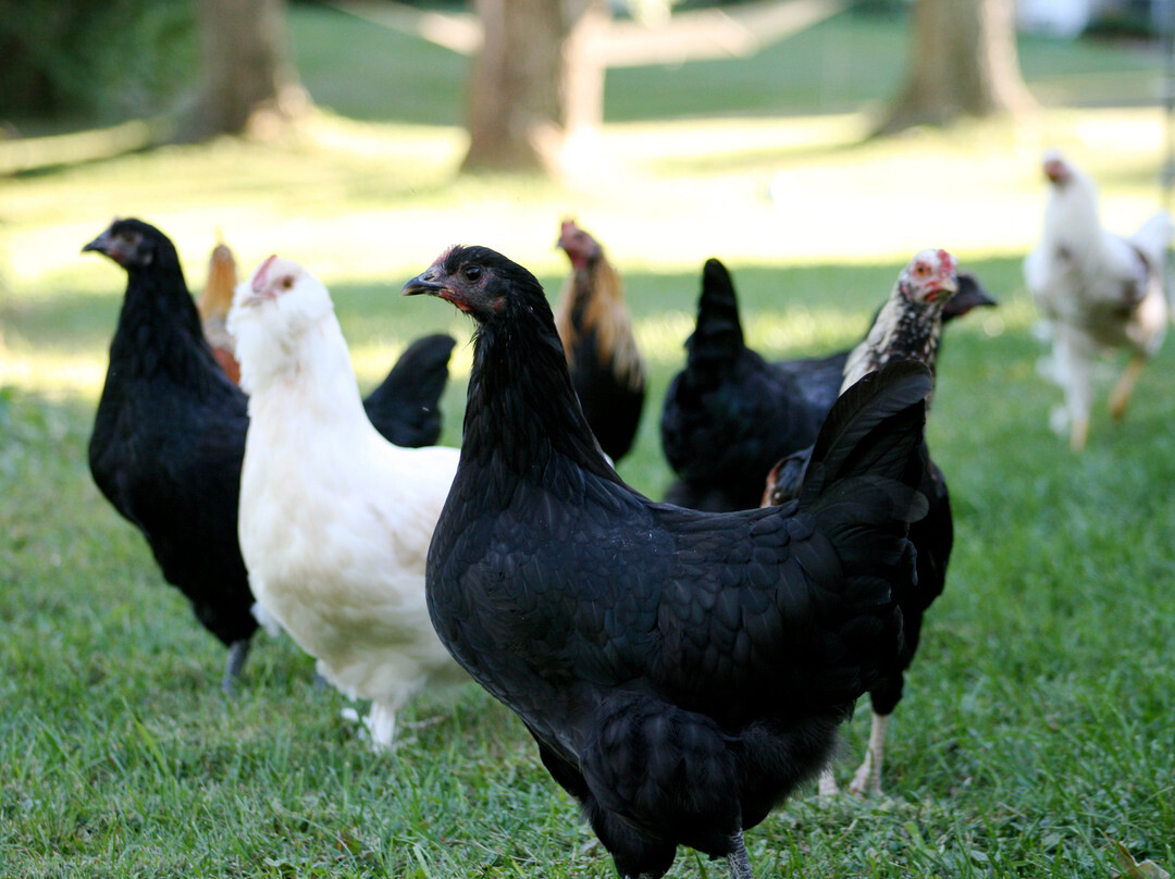 The Sachem Farmhouse Bed & Breakfast主图