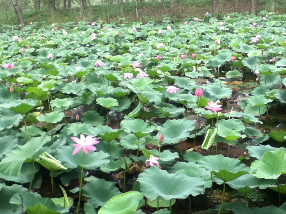 微山湖湿地红荷旅游风景区-滕州市必去景点