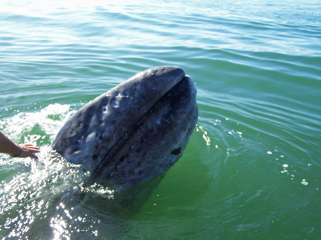Blue Waters Kayaking-Point Reyes Station必去景点