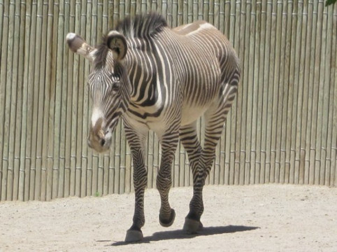 犹他州霍格尔动物园