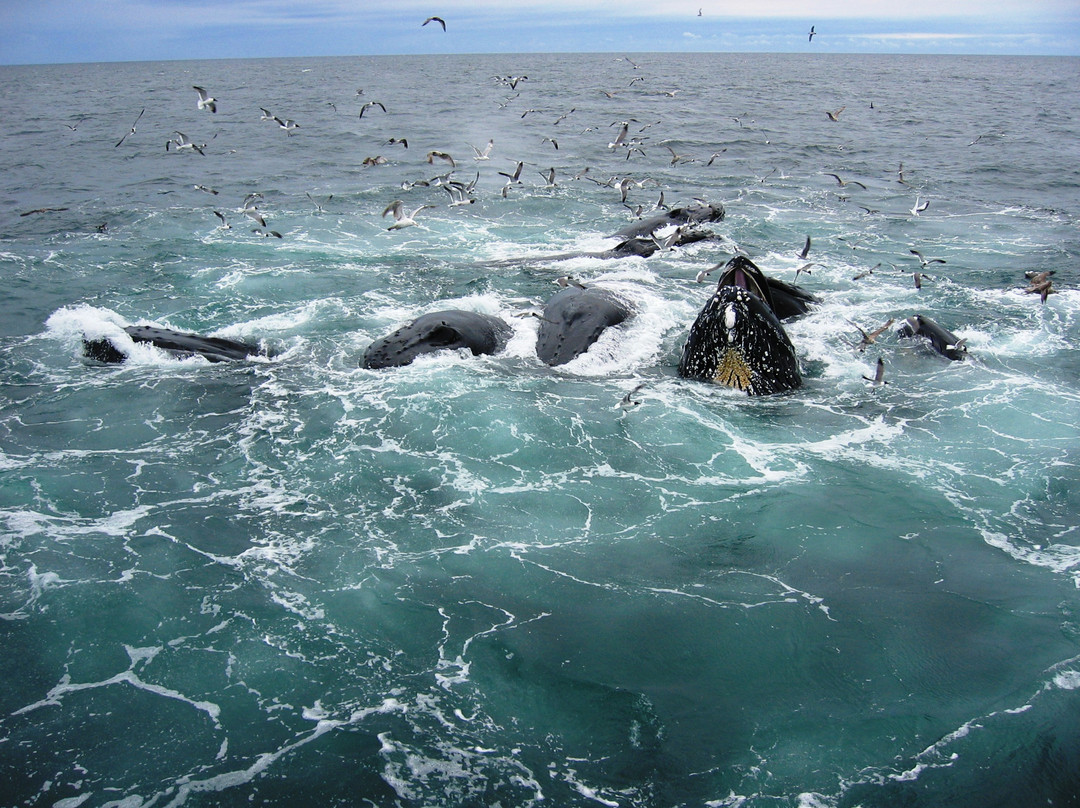 Midway Motel and Cottages