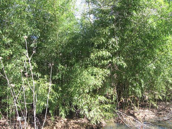 The Bog Garden at Benjamin Park景点图片