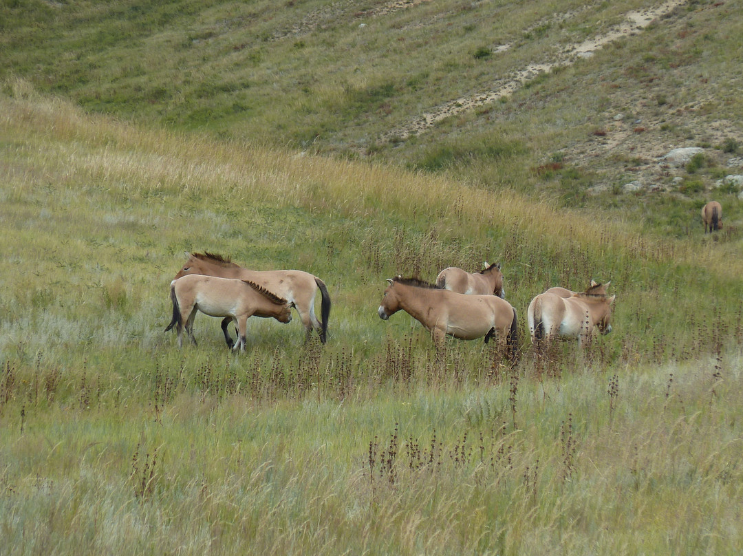 Hustai National Park-乌兰巴托必去景点