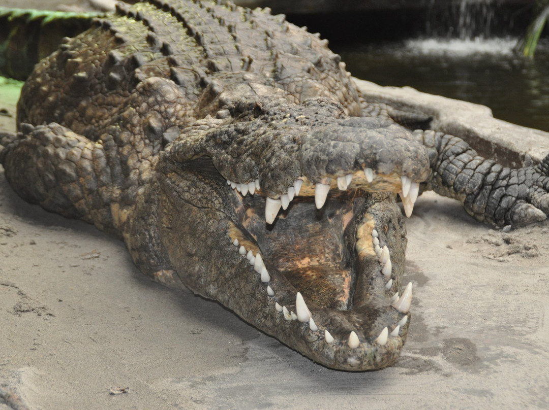 Krokodille Zoo景点图片