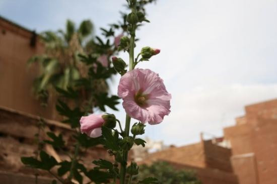 萨第安墓-马拉喀什必去景点
