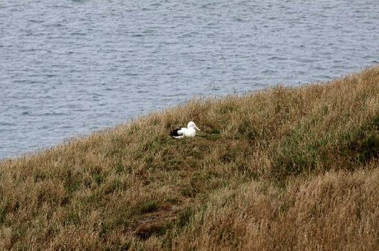 皇家信天翁中心-但尼丁必去景点