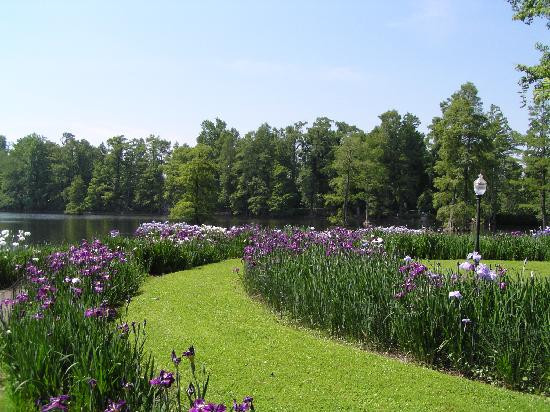 Swan Lake Iris Gardens景点图片