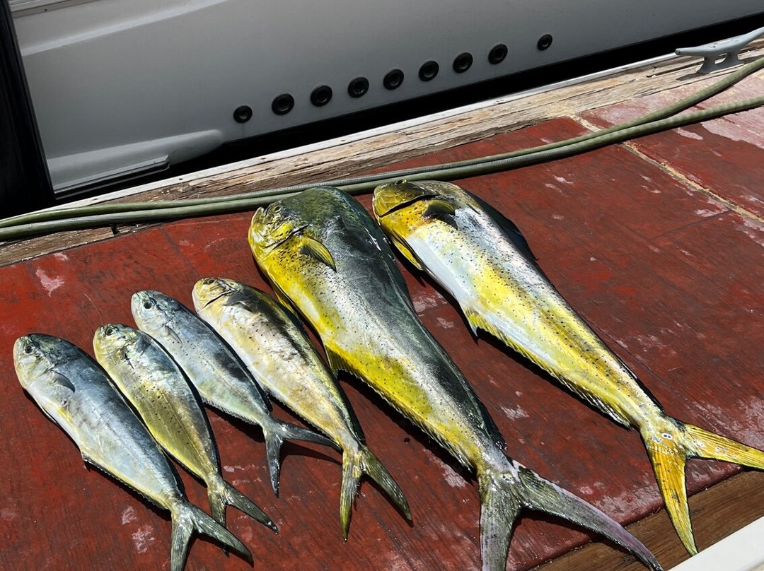 Baja Rancheros Fishing Fleet-拉巴斯必去景点