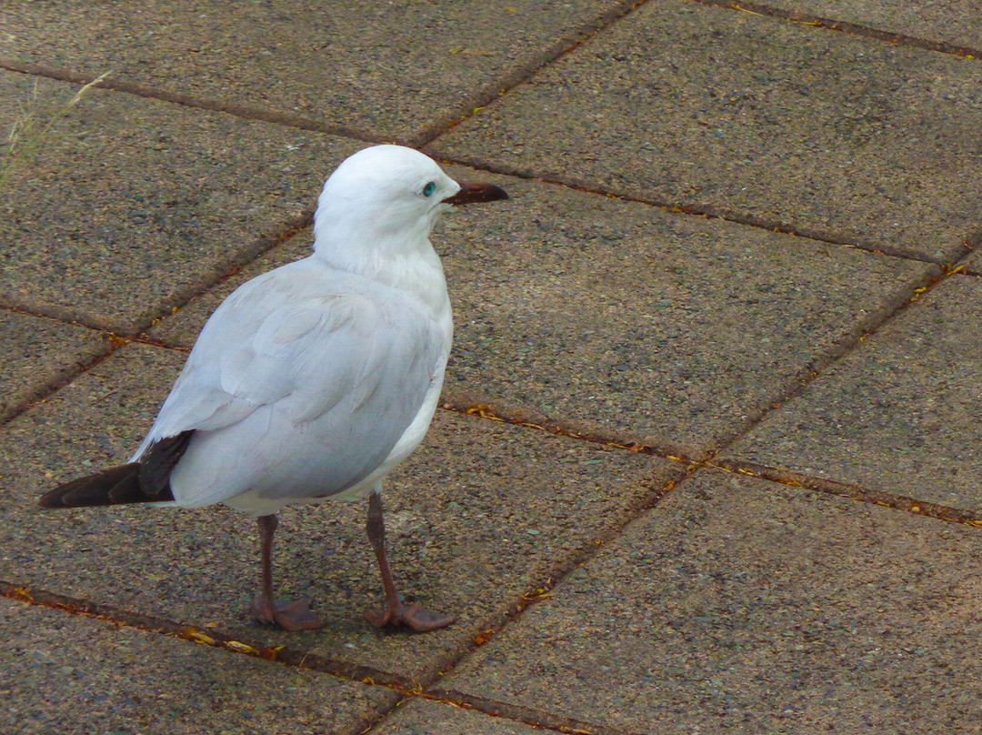 Place des Cocotiers-努美阿必去景点