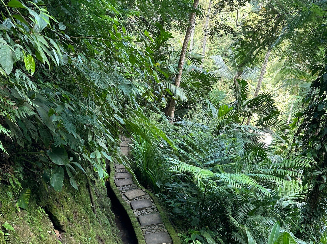 COMO Shambhala Retreat at COMO Uma Ubud景点图片