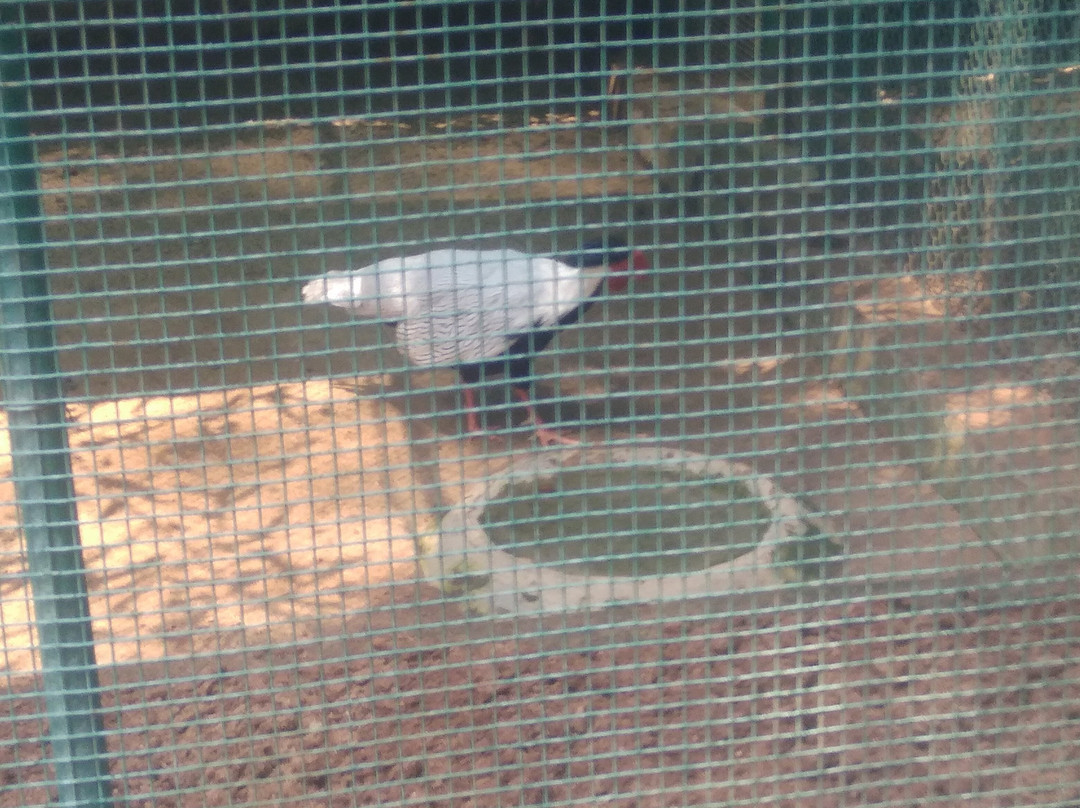 Arignar Anna Zoological Park景点图片