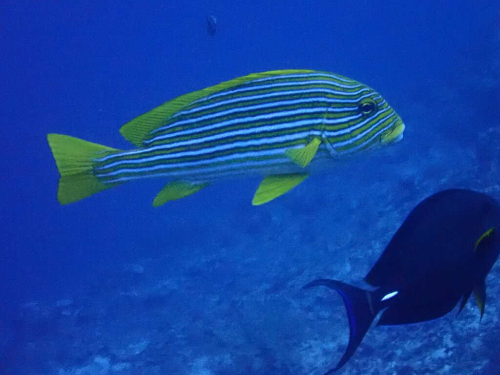 亚洲Scuba中心-蓝梦岛必去景点