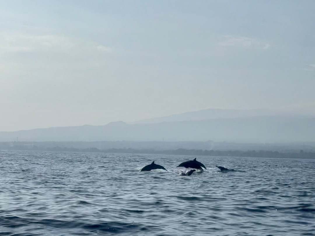 Lovina Dolphin Adventure-罗威那海滩必去景点
