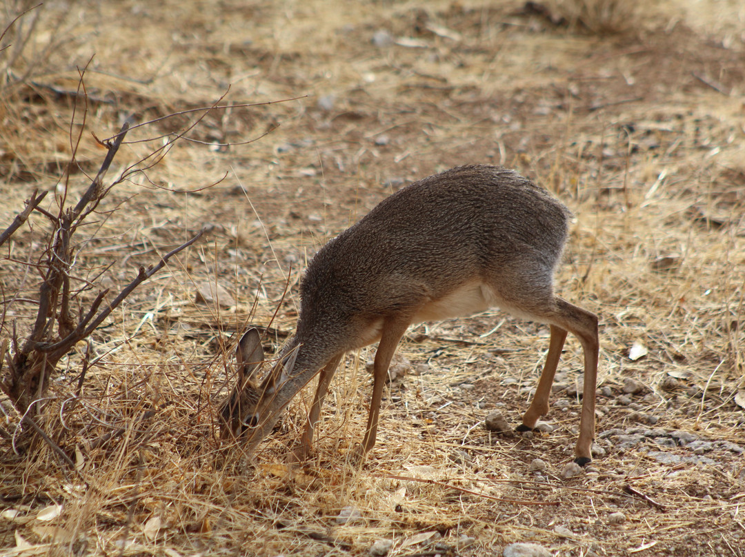 Buffalo Springs National Reserve-Buffalo Springs Game Reserve必去景点