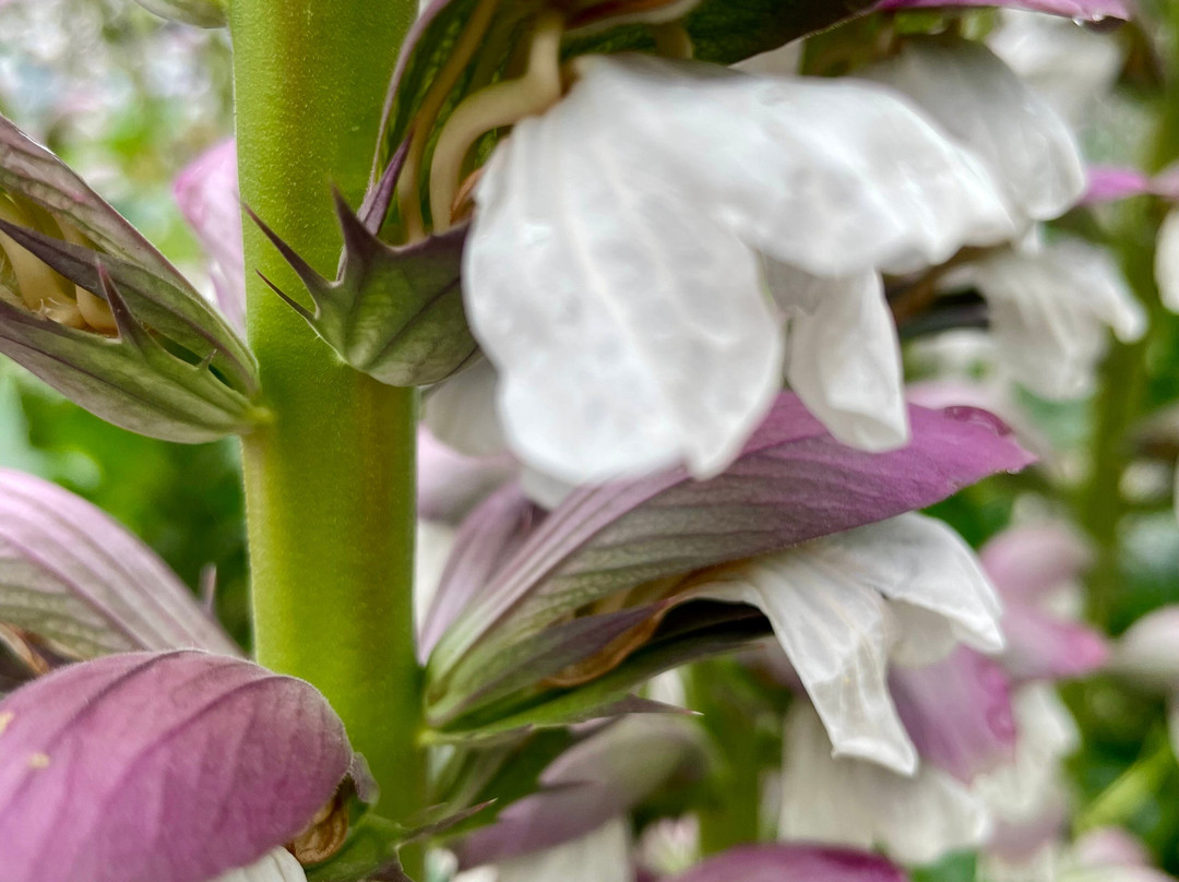 Queen Street Park-沃拉格尔必去景点