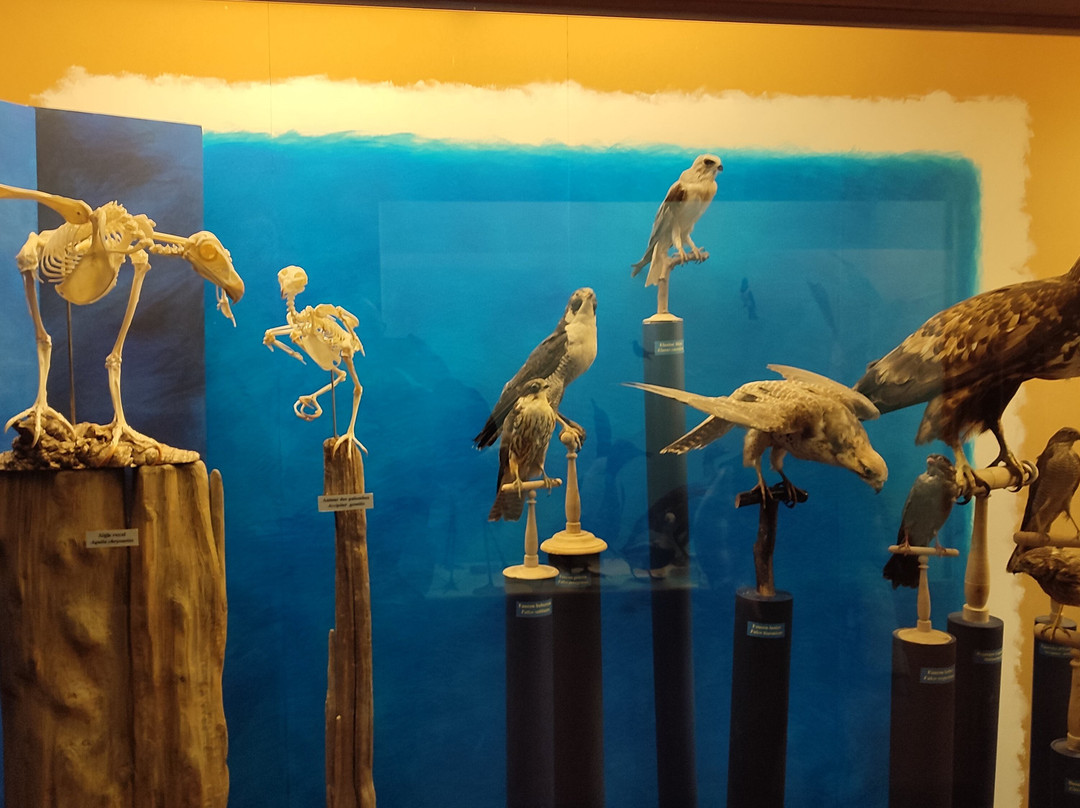 Museum d'histoire naturelle景点图片