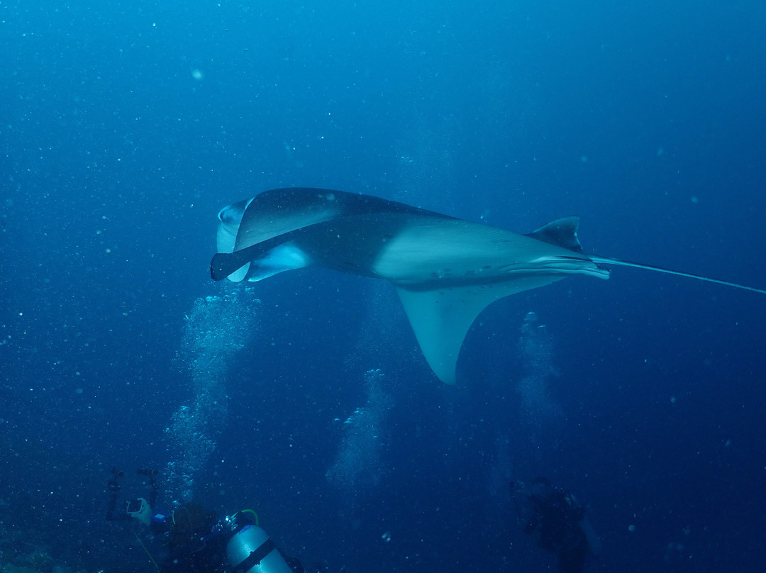 Joy Dive Maldives-萨芙莉岛必去景点