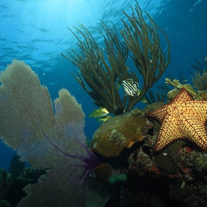 Barracuda Scuba Diving Center景点图片