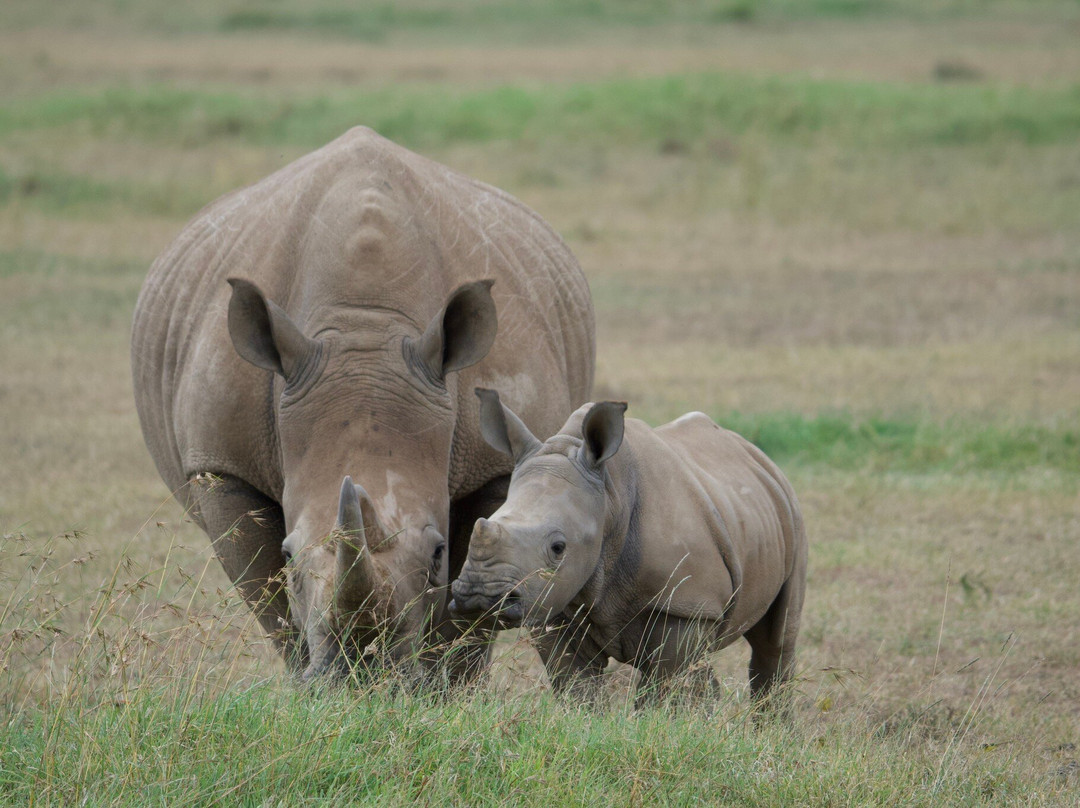 Solio Ranch-涅里必去景点