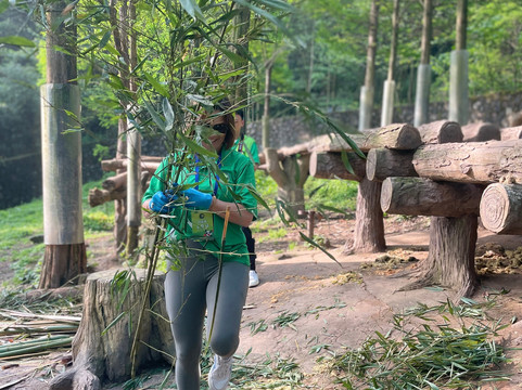 China Discovery Panda Volunteer-成都必去景点