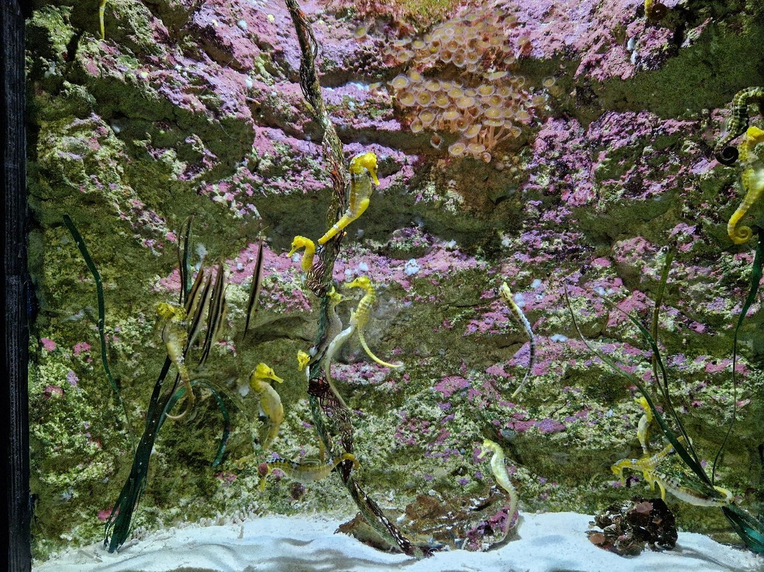 Acuario Do Grove景点图片