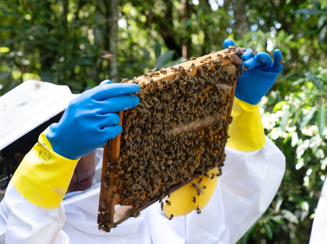 BEE LOVE FARM SÃO MIGUEL AÇORES景点图片