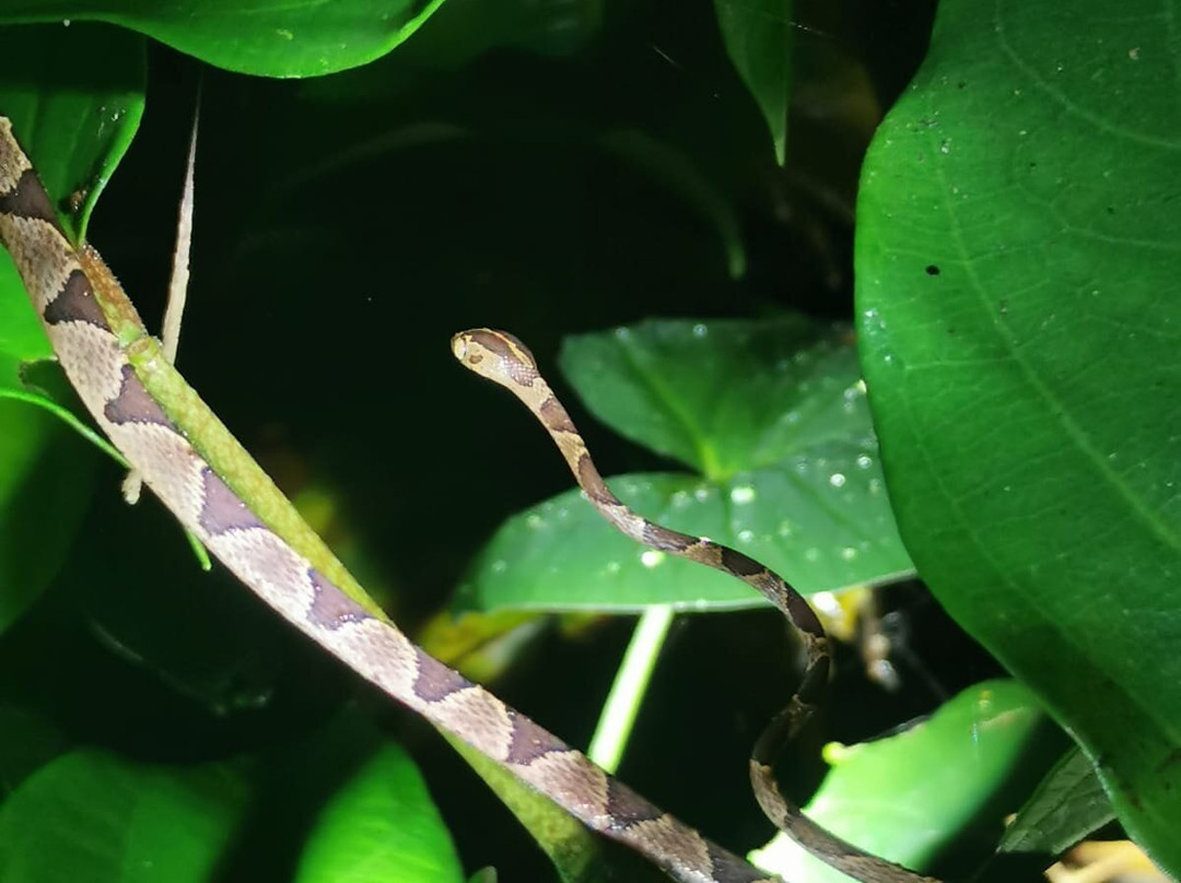Carlota Tours Tortuguero Français-托图杰多必去景点