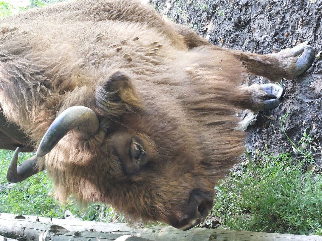 Hateg-Slivut Bison Reserve景点图片
