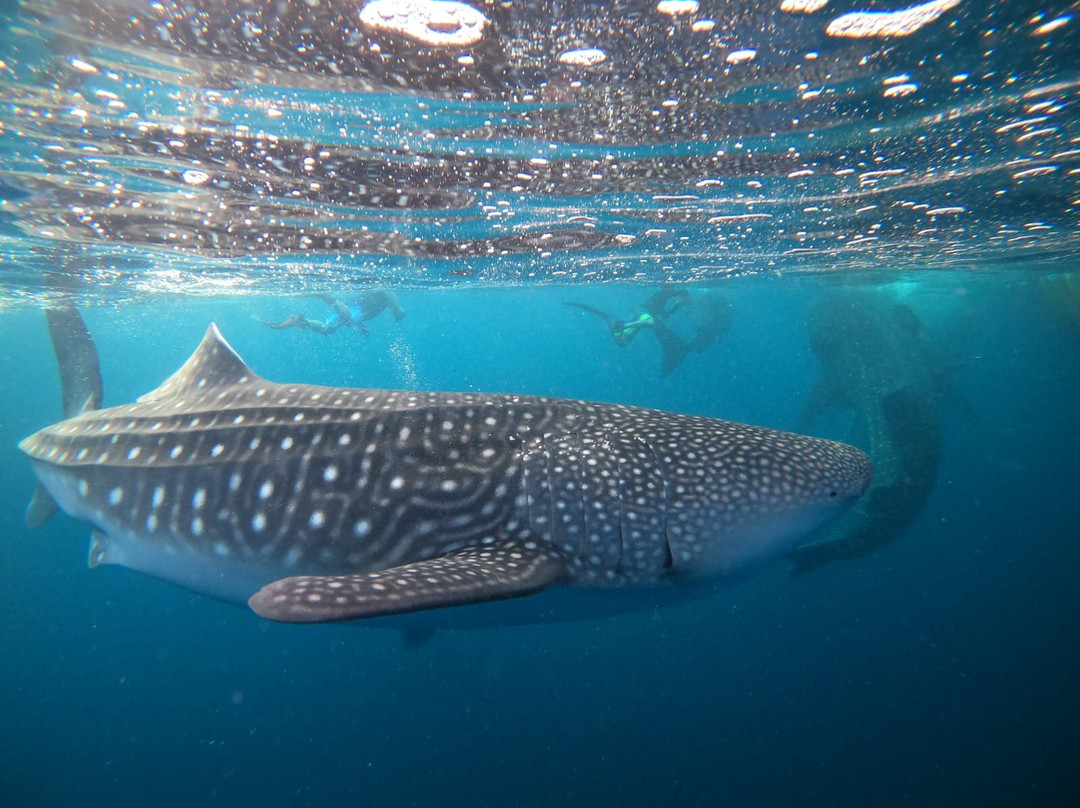 Sumbawa Whale Shark Tour-Sumbawa Besar必去景点