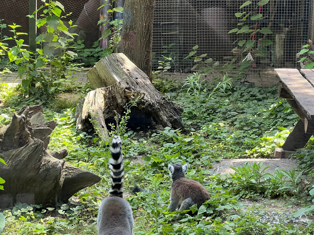 Bucharest Zoo景点图片