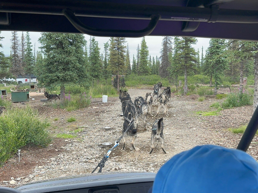 Wildthingz Dog Mushing (Summer)-坎特维尔必去景点