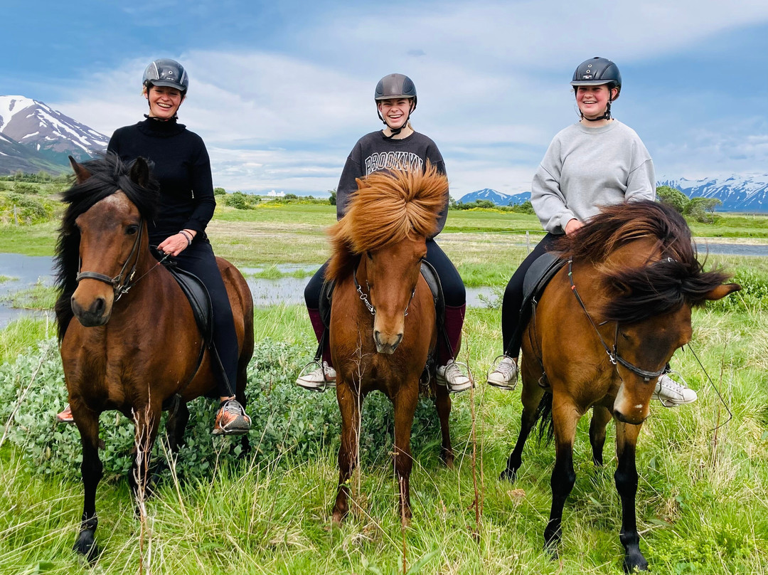 Tvistur Horse Rental-Dalvik必去景点