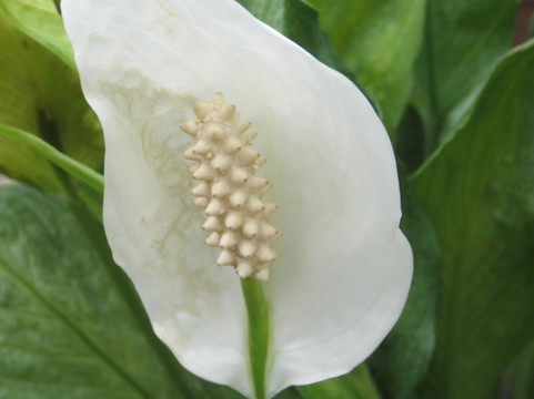 Planting Fields Arboretum State Historic Park-奥伊斯特贝必去景点