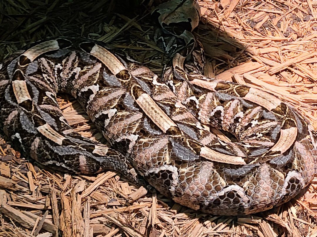 The Serpent Center-Vance必去景点