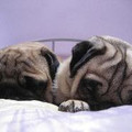 PugHugger