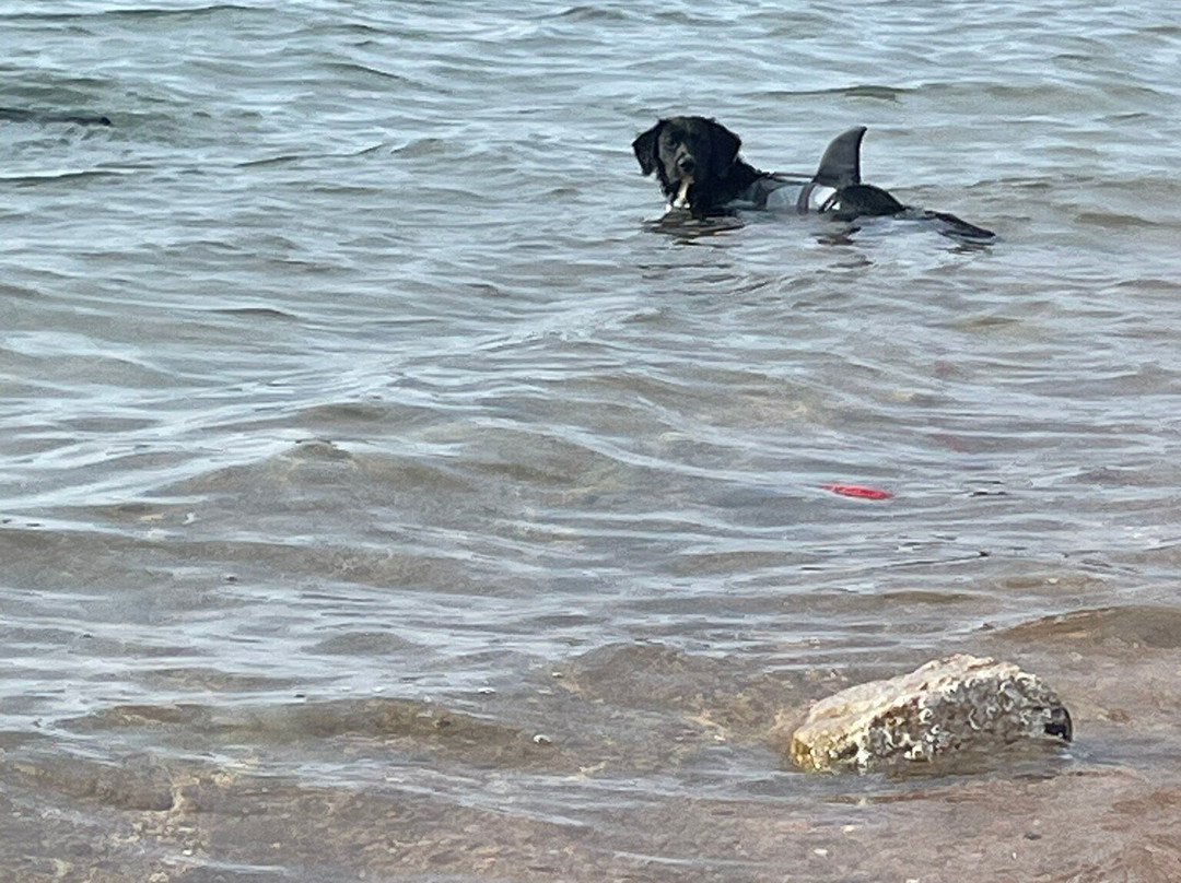 Spiaggia per Cani Doggie Beach di Caprera-Caprera必去景点