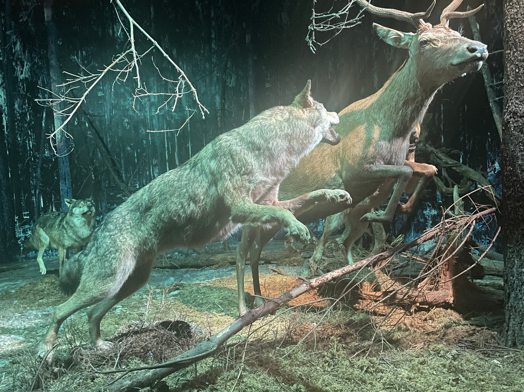 Nature And Forest Museum - Bialowieza National Park-Bialowieza必去景点