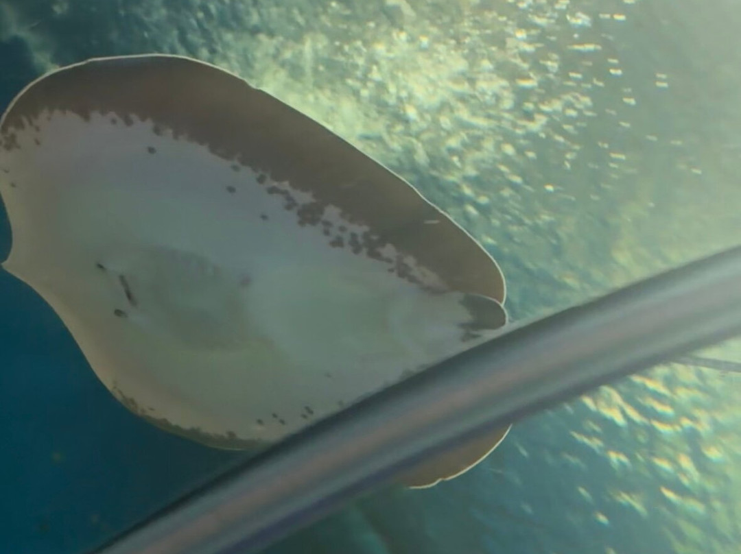 Underwater World Pattaya-Nong Prue必去景点