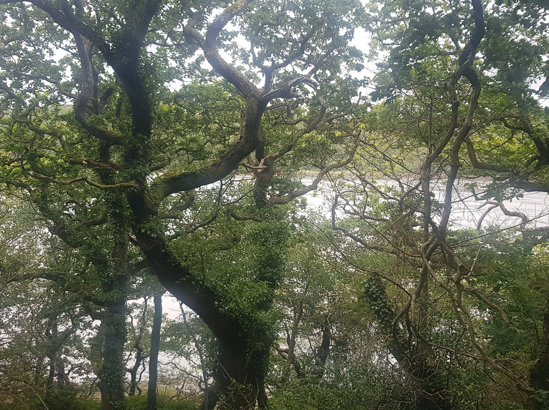 Lawrenny Wood景点图片