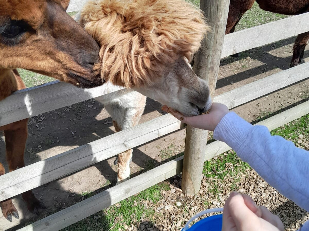 Burntwood Alpaca and Animal Experience景点图片