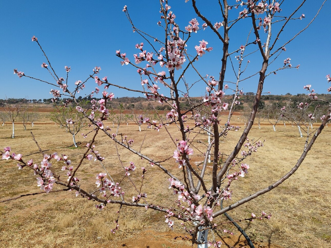The Field Berry Farm-Walkerville必去景点