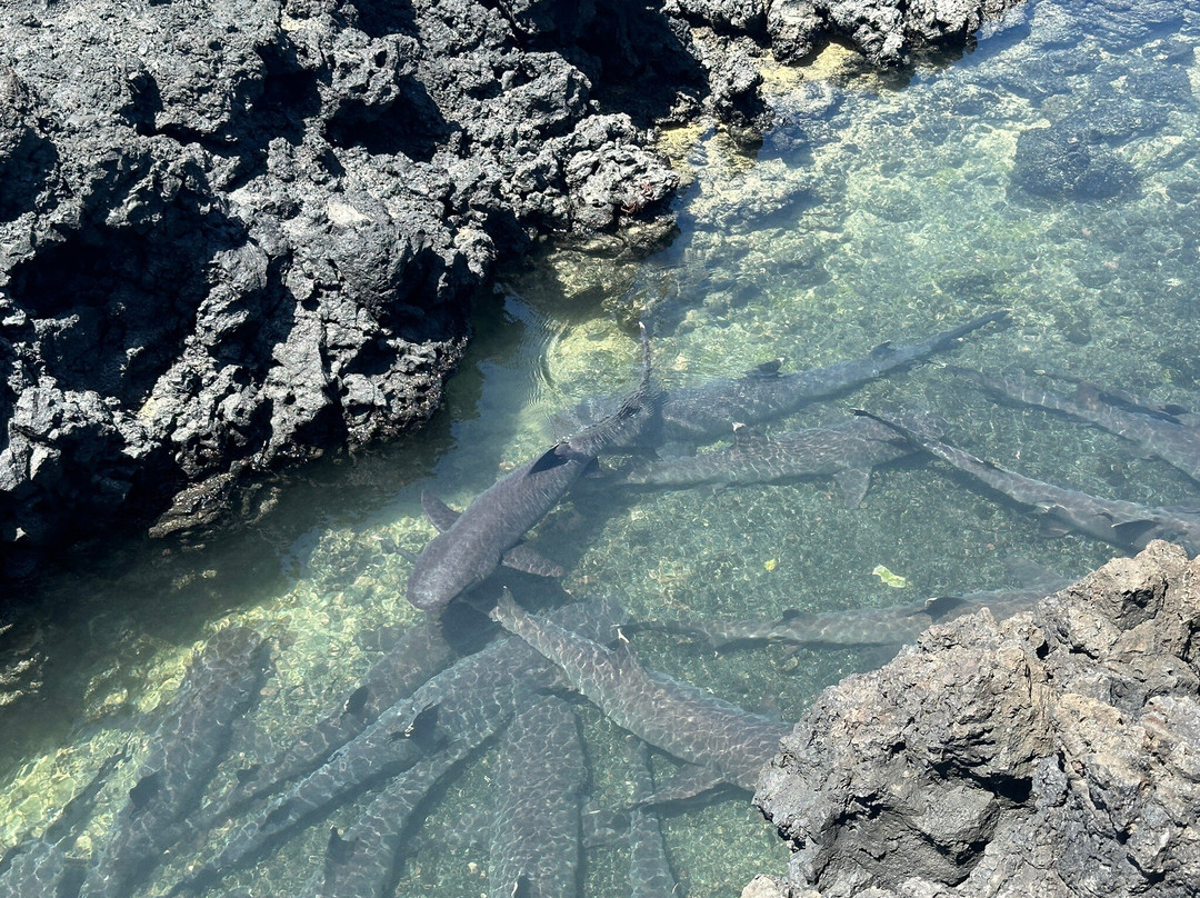 Galapagos Best Option-阿约拉港必去景点