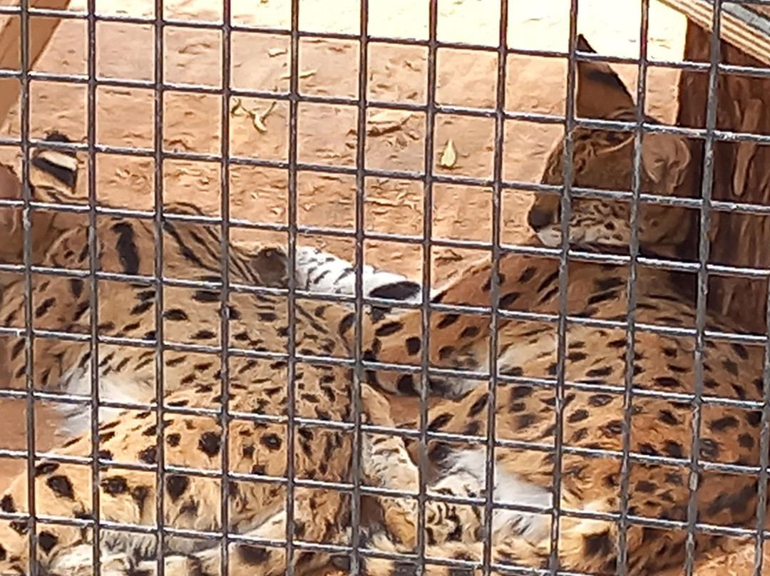 Riyadh Zoo-利雅德必去景点